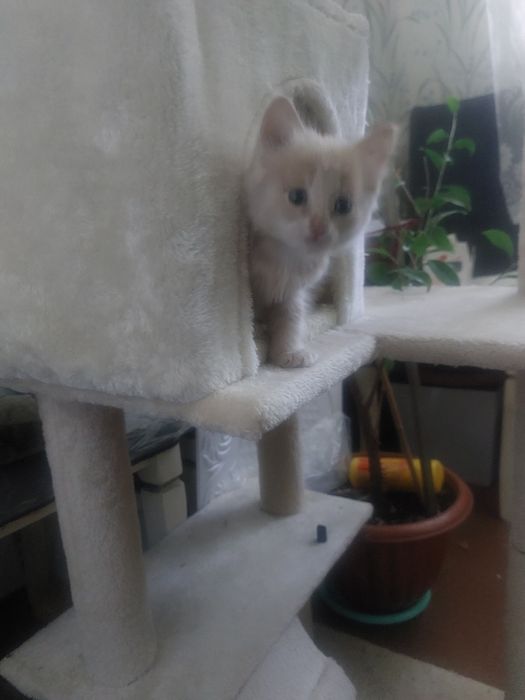 Котёнок в добрые руки