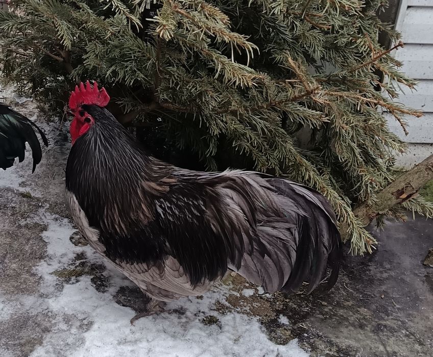 Cocoși 2025 Australop Negru Albastru Splash