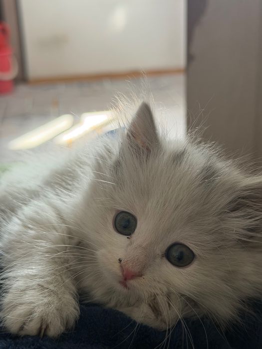 кошка срочно пожалуйста