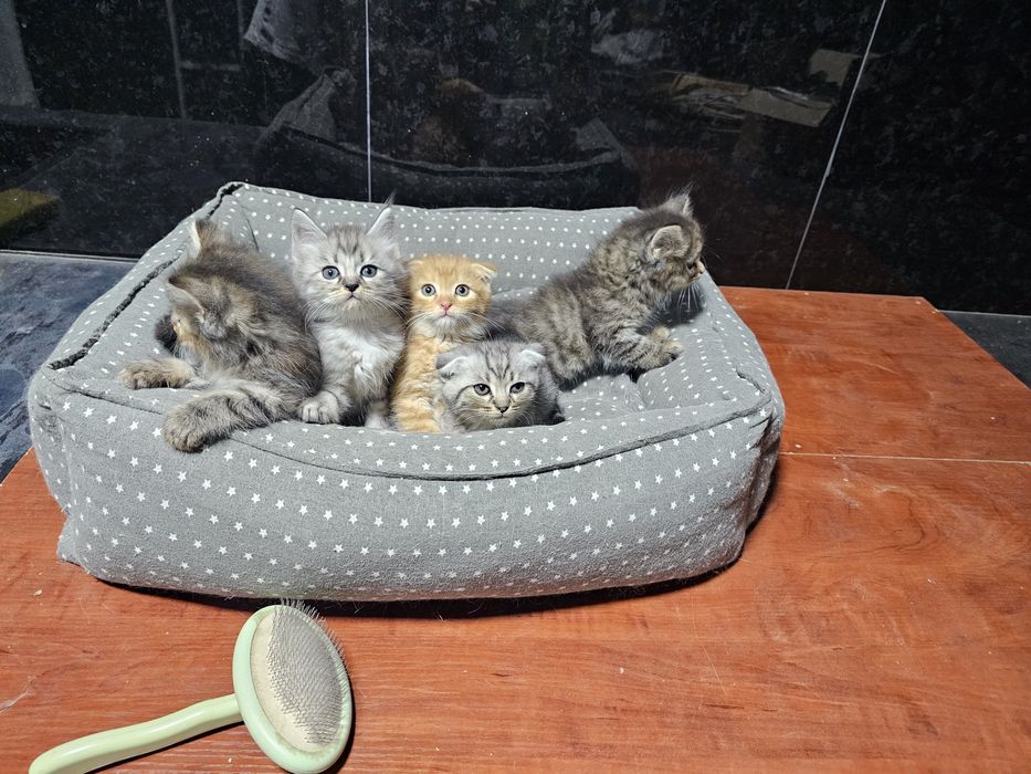 Котята от шотландской вислоухой (скотиш фолд)