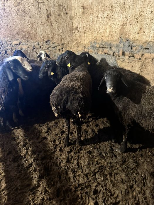 Кой ,кошкар сатылады