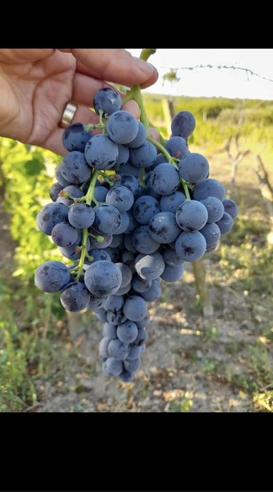 Butasi de vita de vie de anul 2 și de anul 3