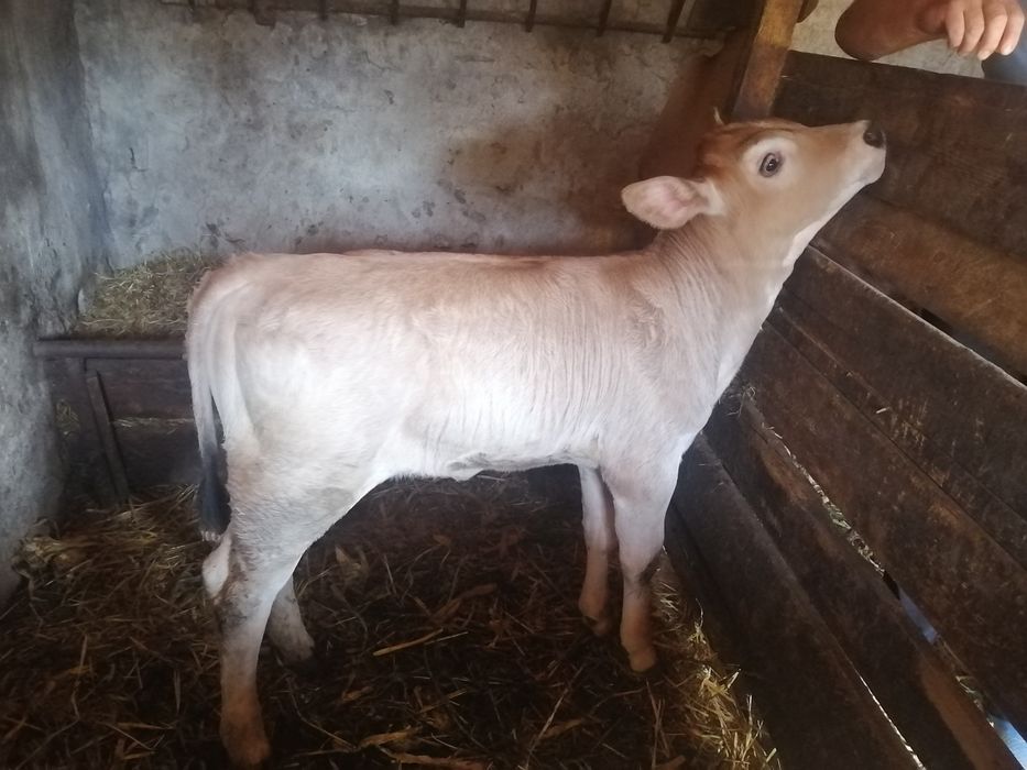 Vițea de vănzare, sănătos, bine îngrijit, crescut în gospodărie