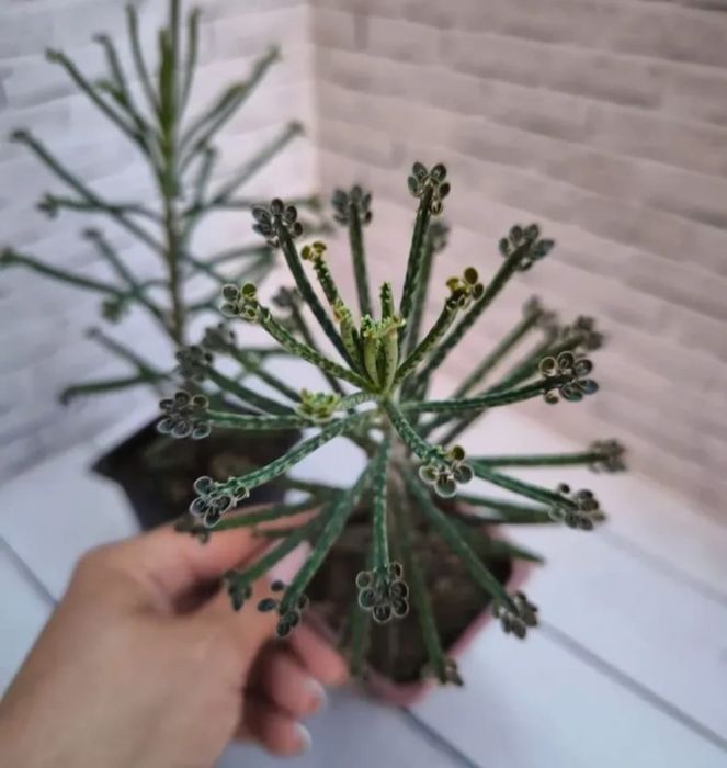 Растения, цветы,саженцы