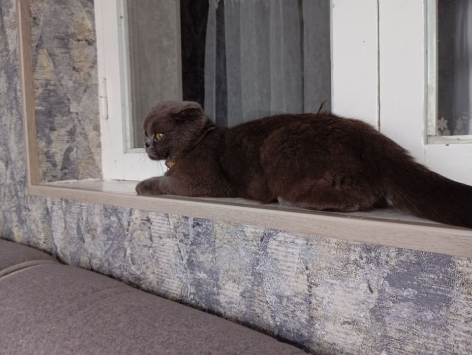 Продам Кошку девочка