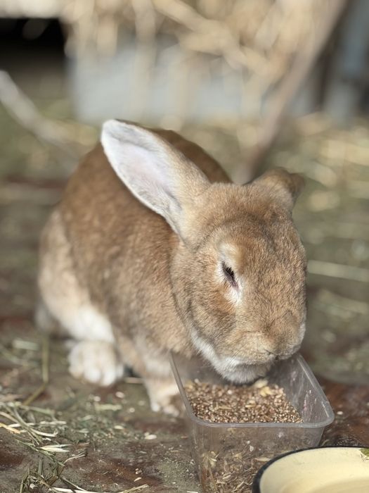 Zotli Quyon. Baran vs Flander
