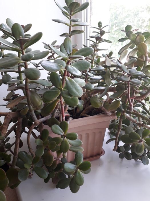 комнатные цветы в горшке