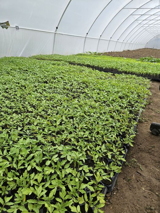 Rasaduri disponibile