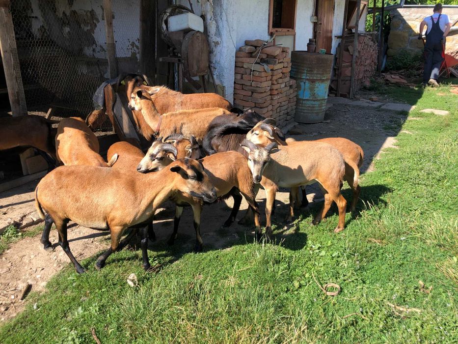 oi cameruneze aparat tuns gradina bio