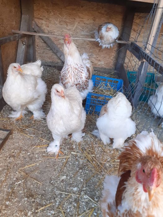 Vand pui de casa, pui si oua de Wyandotte, Plymouth Rock, Brahma