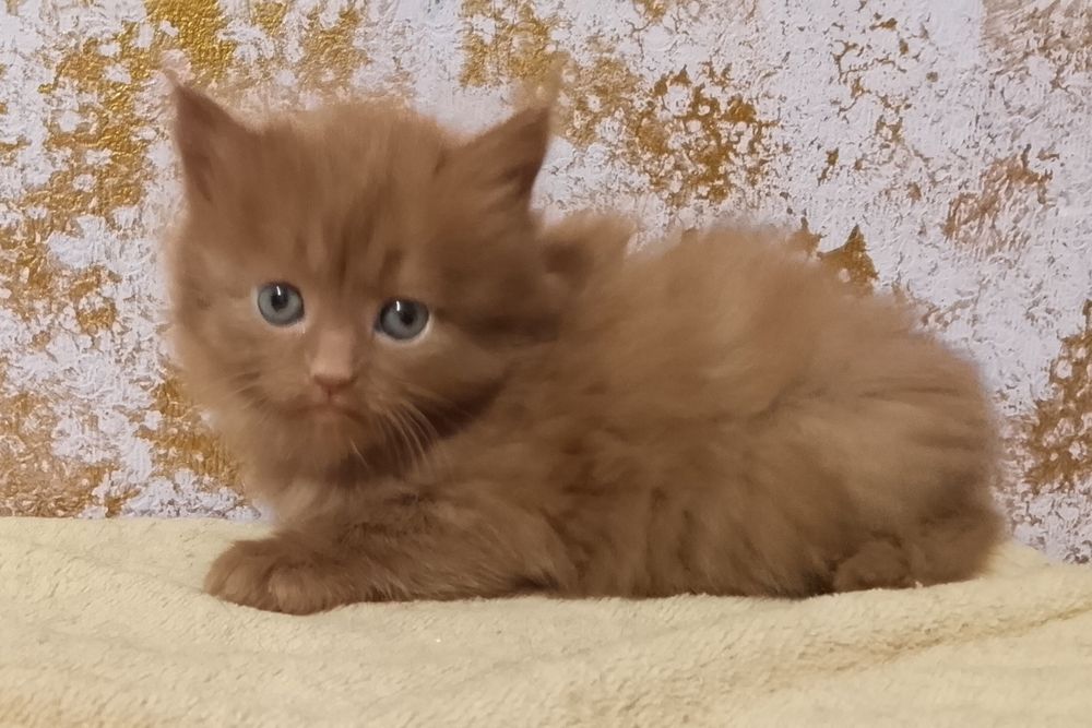 Котенок девочка продается