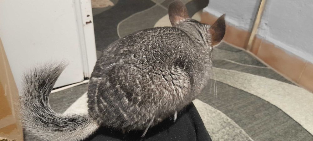 Чинчили  с пълно оборудване