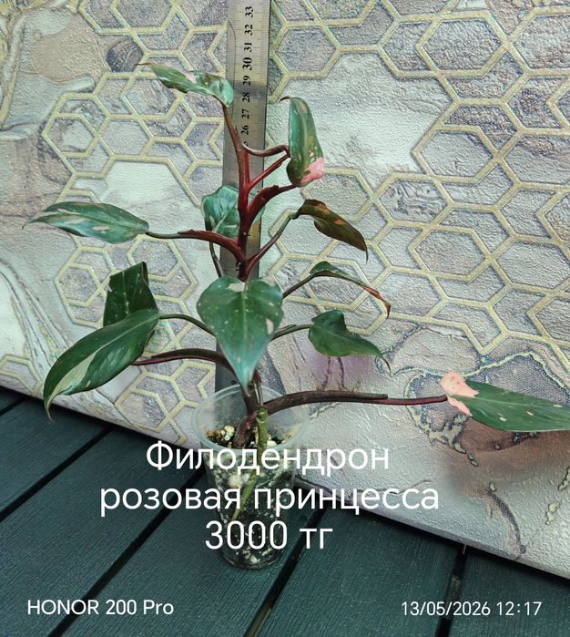 Комнатные цветы. Живые цветы.