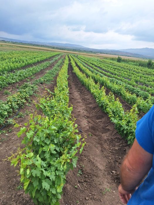 Butași viță de vie