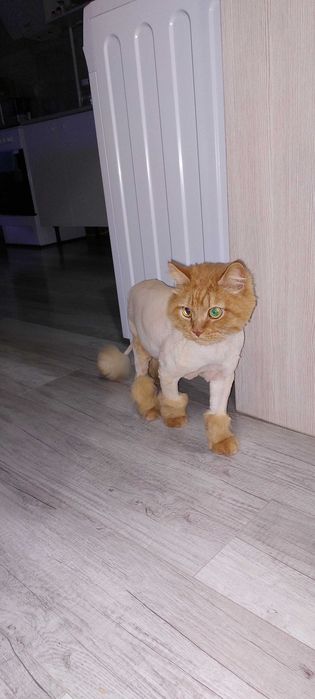 Стрижка кошек с выездом