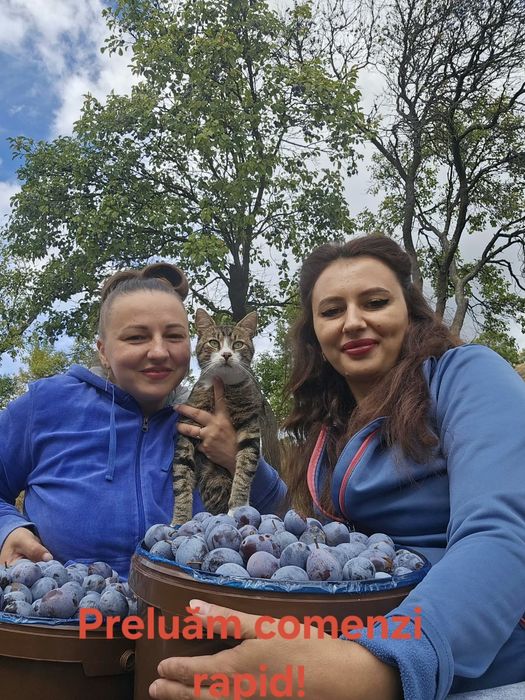 Vând prune pentru tuica