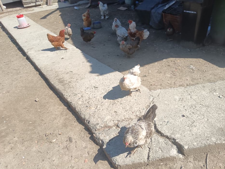 Se Vind Găini De Casă+Cocoș