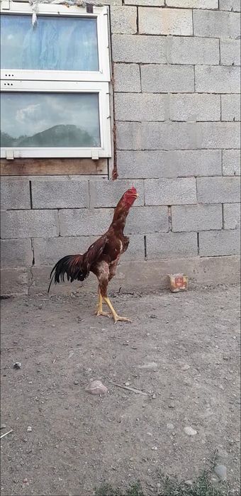 Квочка дакантауық