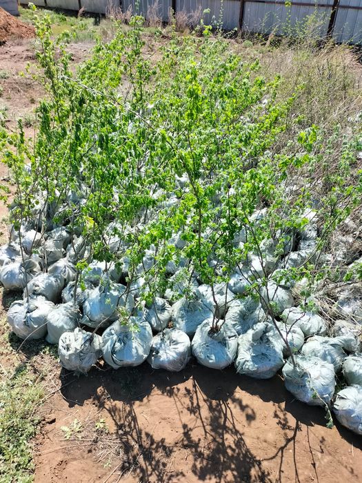 Саженцы карагача,вязь мелколистный,акации жёлтой, смородины золотистой