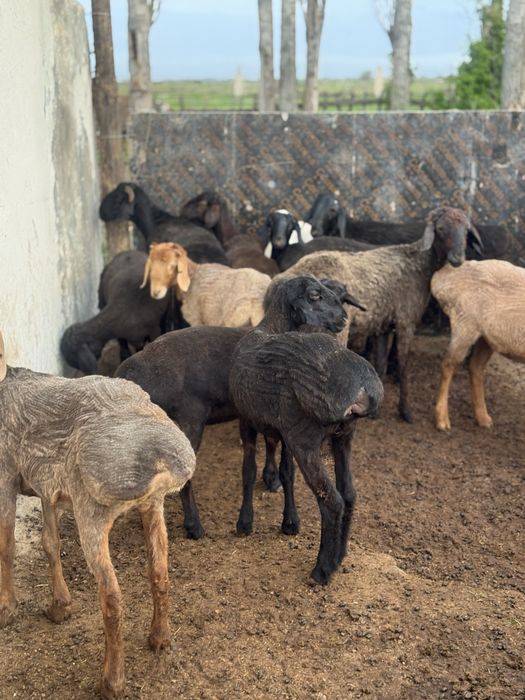 Тоқты еркек ұрғашы