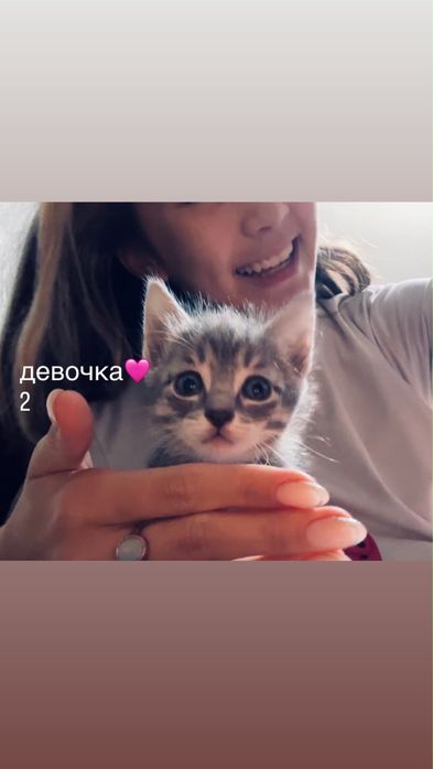 Отдам котят в добрые руки