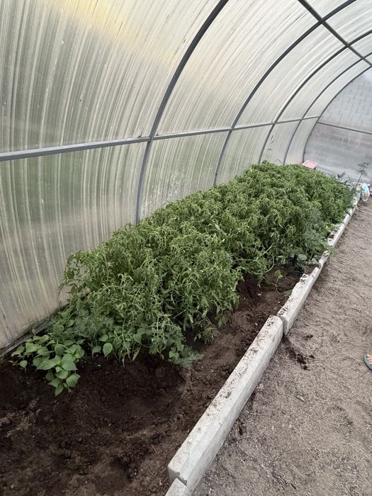 Продам рассаду помидоры