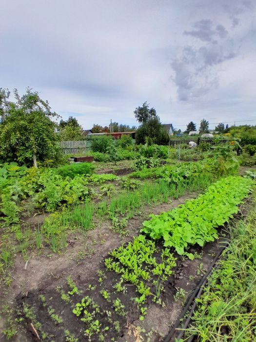 Продам дачу в обществе "Ромашка "