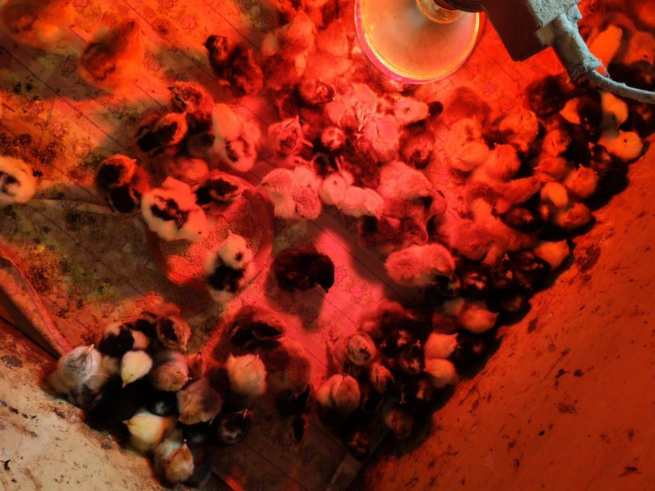 Vând pui brahma și marans