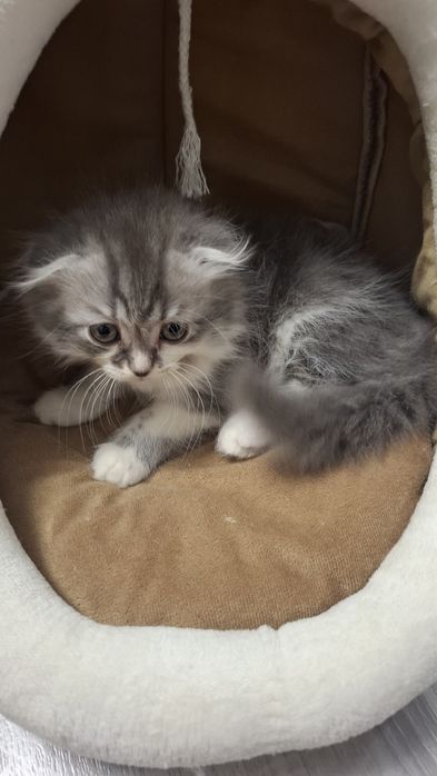 Хэйланд фолд мушук