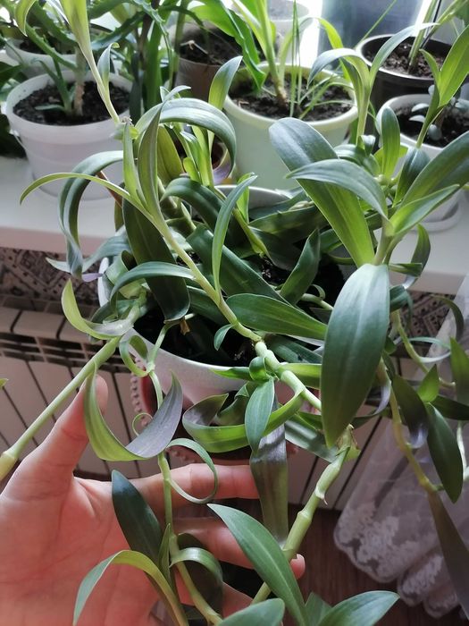 Золотой ус лечебный