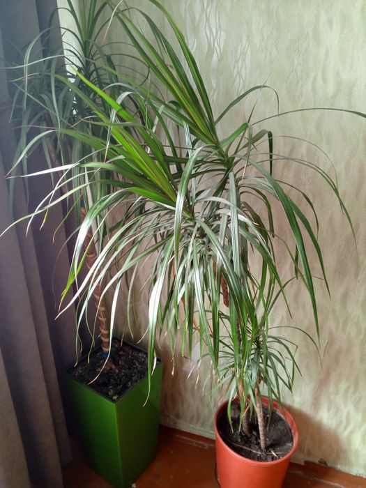 Драцена комнатная взрослая