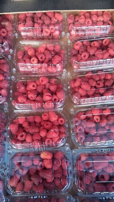 Zmeura proaspata si aromata