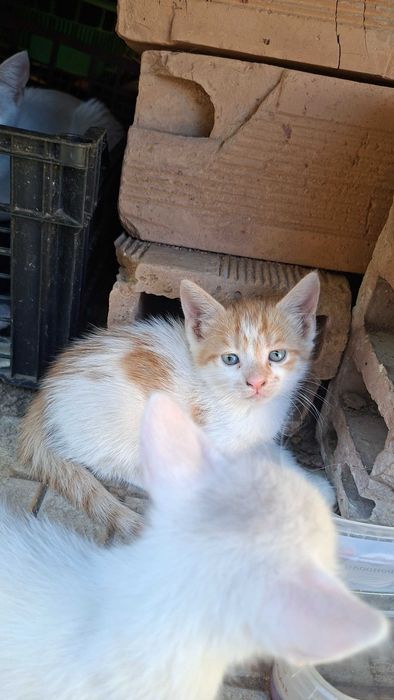 Подаряваме коте