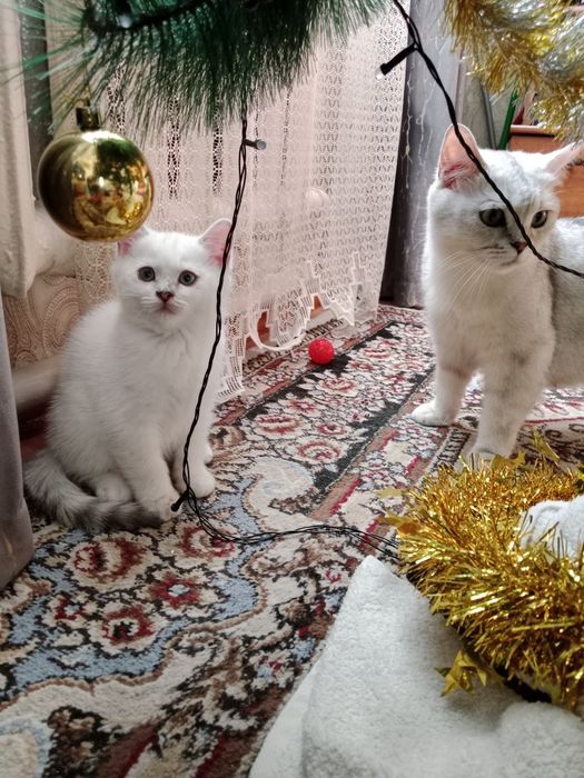 Британские Шиншиловые котята.