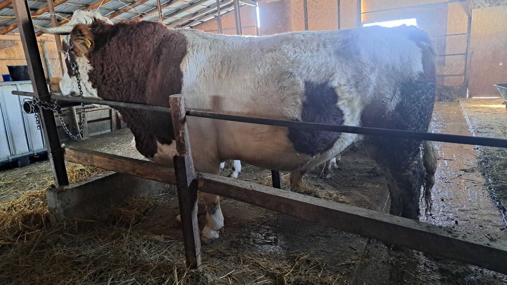 Se vinde junica cu vitel taur si un vitel de 8 luni