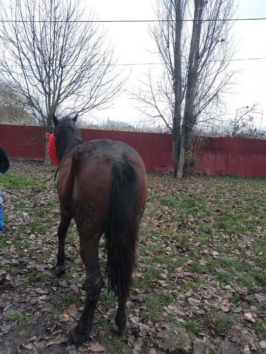 Vând armăsar de 3 ani