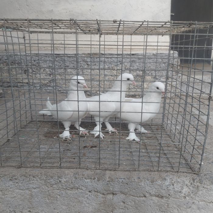 Бели такла лет бой тяга