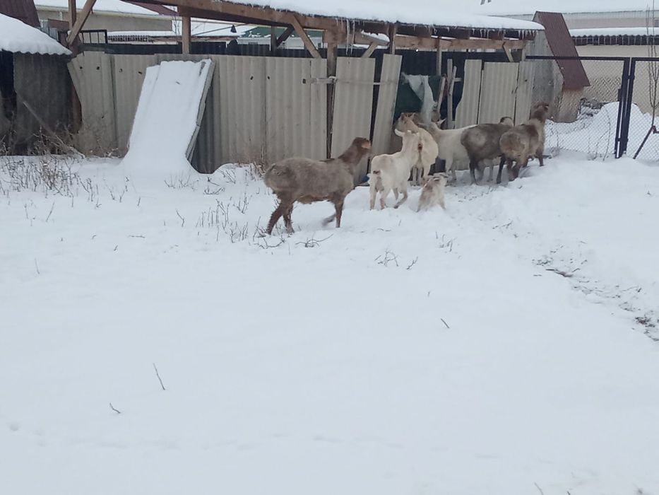 8 бас токты кошкар