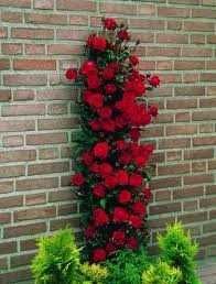 Катерлива роза - червена