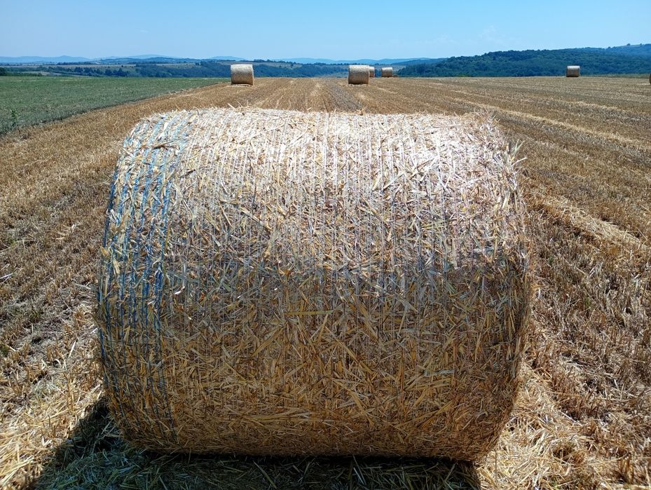 Baloți paie orz extra 125 plasă