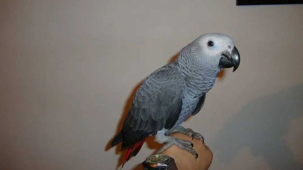 Папагали Кралско жако -ръчно хранени