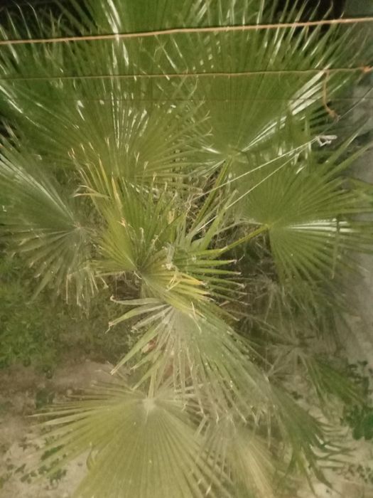 Palma dara ti sotiladi