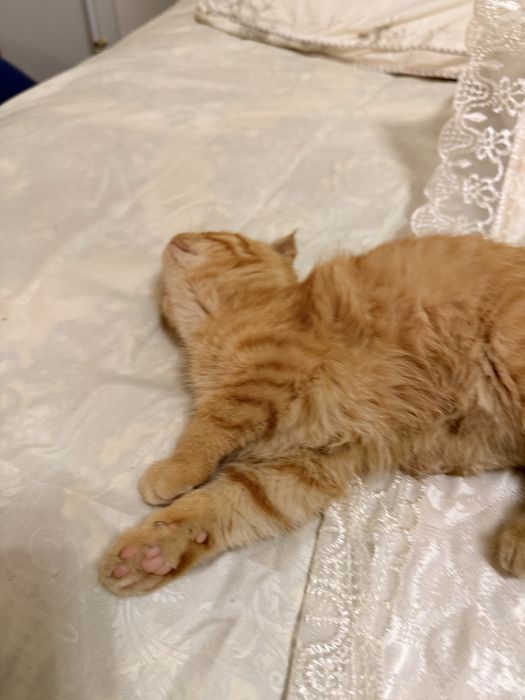 Scottish fold mushuk sotiladi