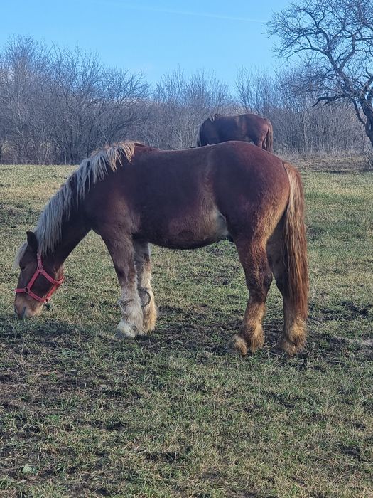 Manz greu  de vanzare