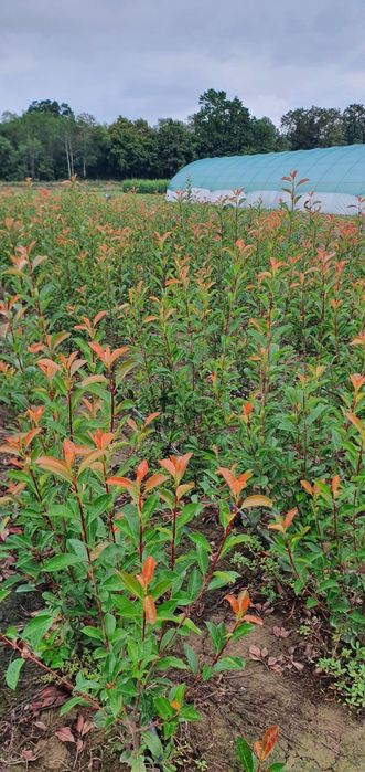 Prunus laurocerasus și Photinia Red Robin