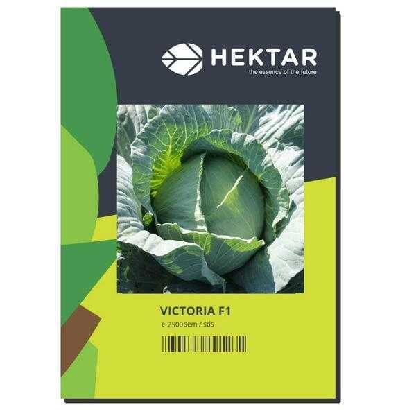 Varza Victoria f1 2500sem