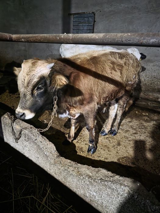 Продам бычка  возраст 6 месяцев