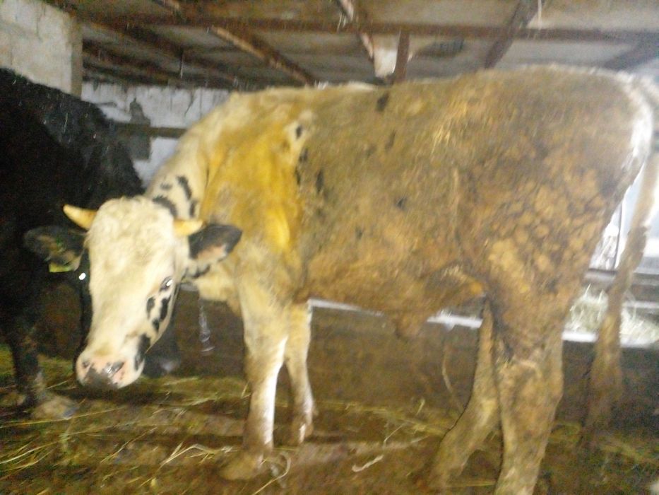 Продам бычков породистых