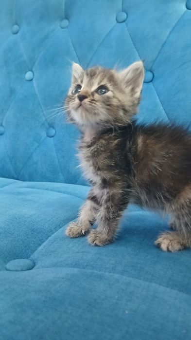 Отдаём котят бесплатно в хорошие руки