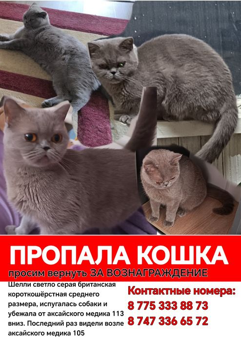 Срочно пропала кошка, нашедшему вознаграждение